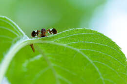 Image of picture-winged flies