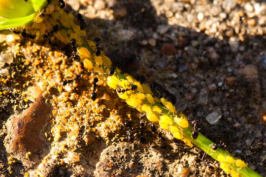 Image of Aphid