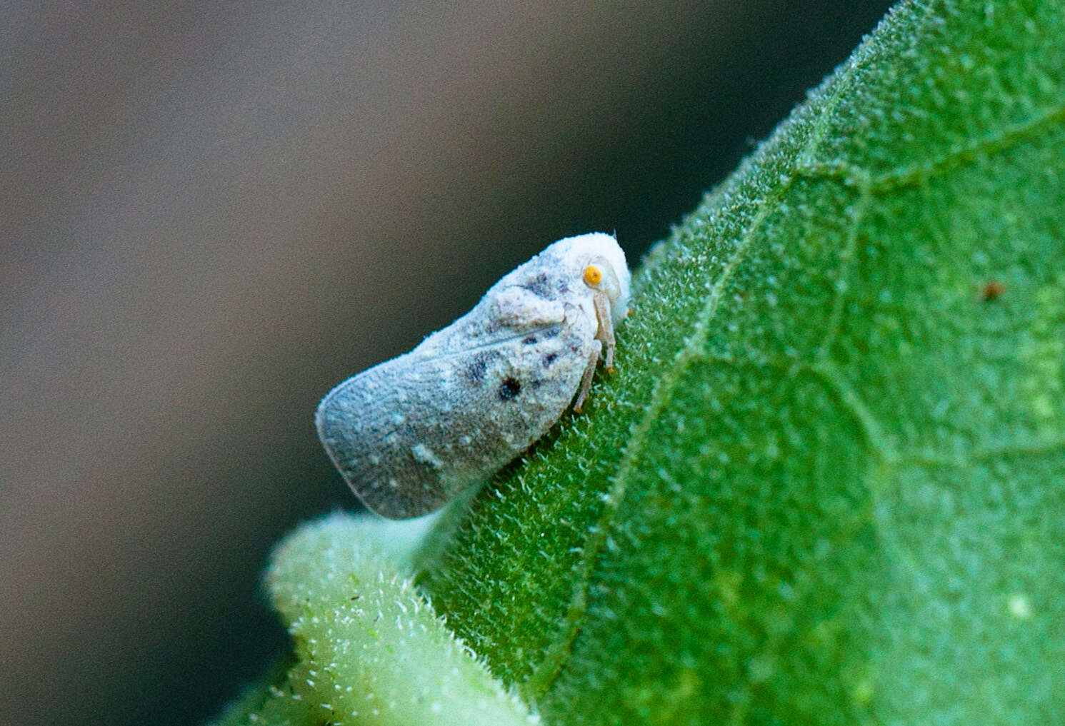 Image of Citrus Flatid Planthopper