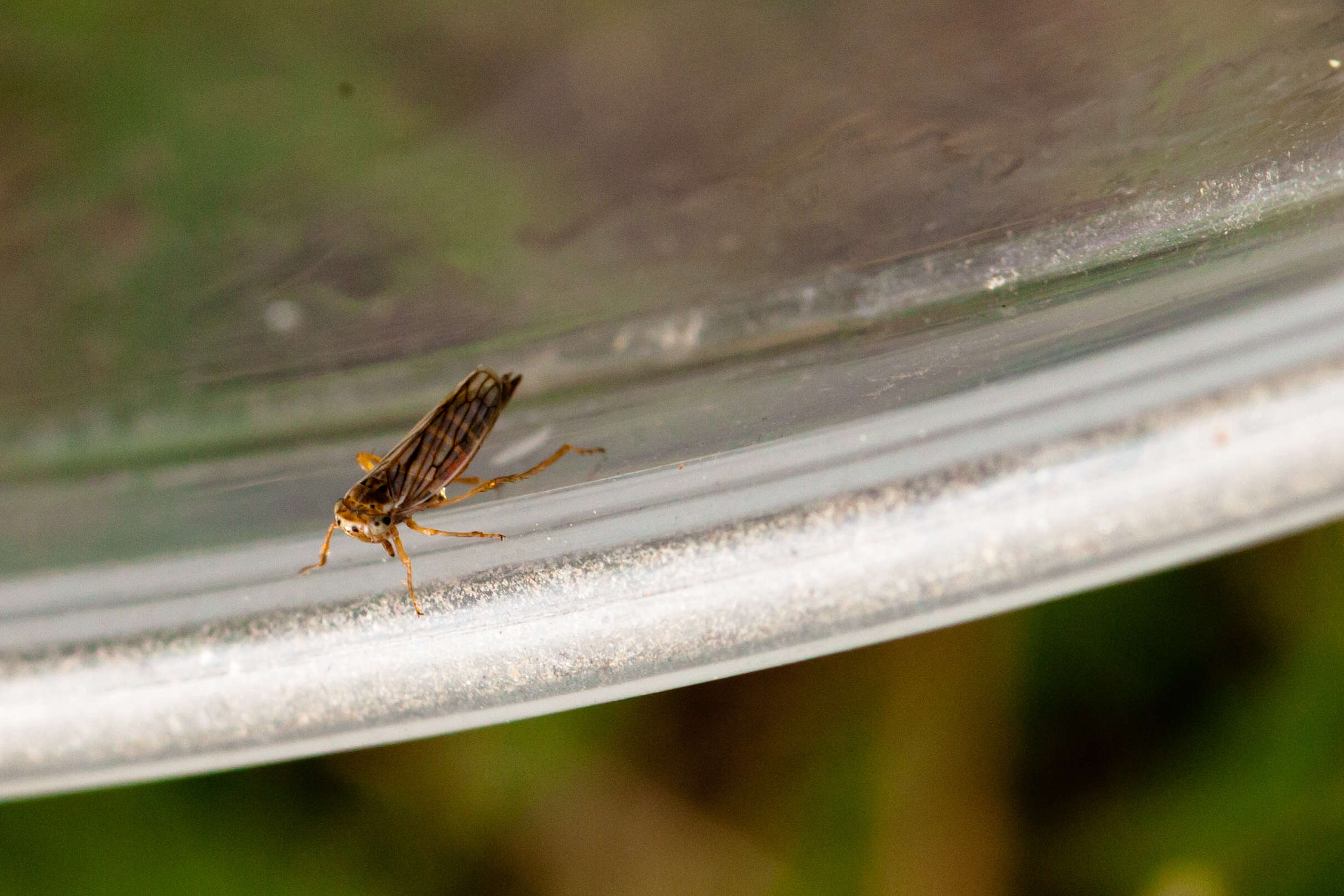 Image of Gray Lawn Leafhopper