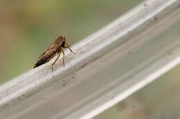 Image of Gray Lawn Leafhopper