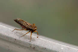 Image of Gray Lawn Leafhopper