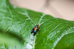 Image de Melittia cucurbitae Harris 1828