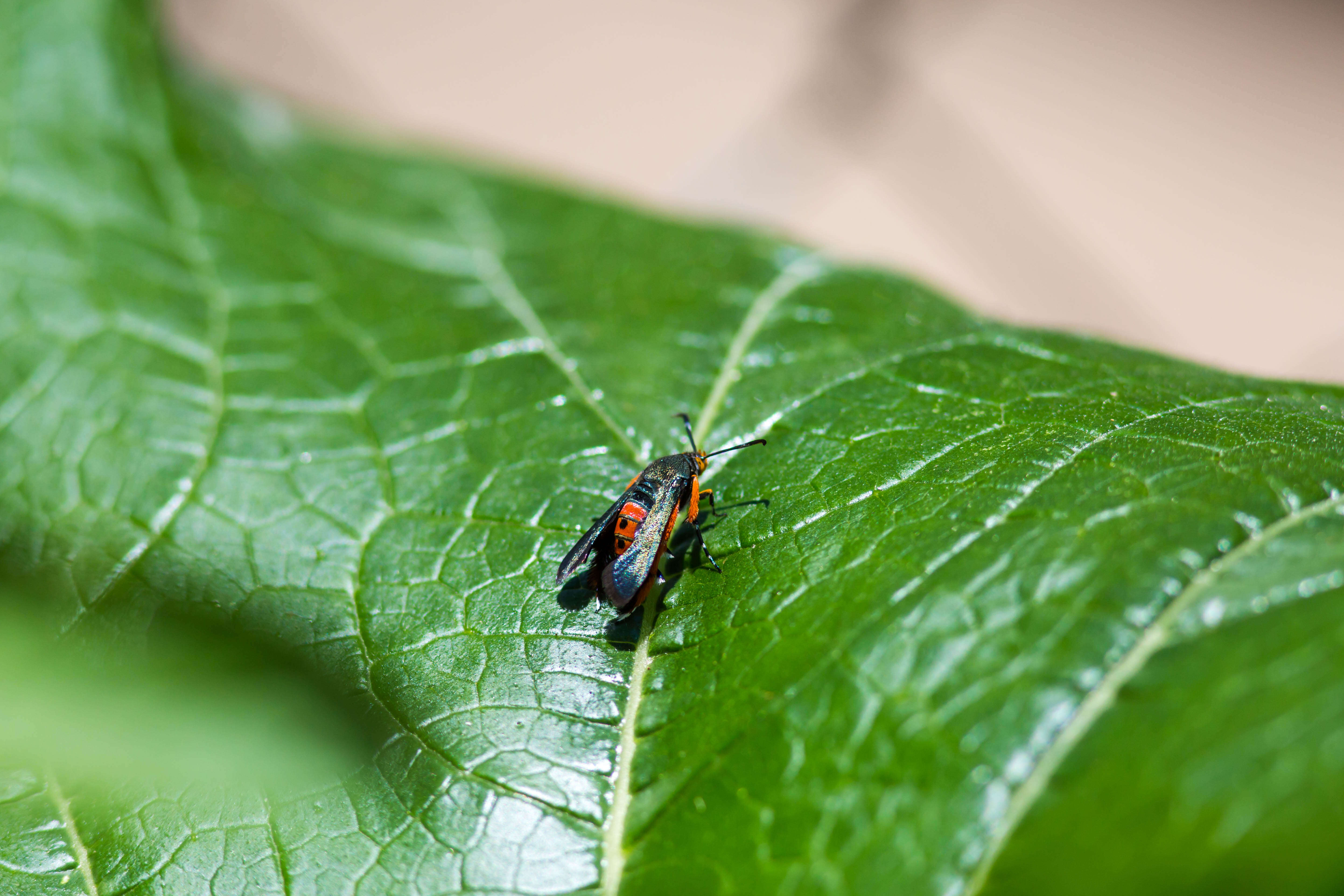 Image de Melittia cucurbitae Harris 1828