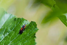 Image de Melittia cucurbitae Harris 1828