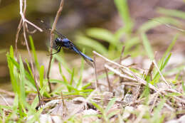 Слика од Libellula cyanea Fabricius 1775