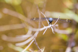 Слика од Libellula cyanea Fabricius 1775