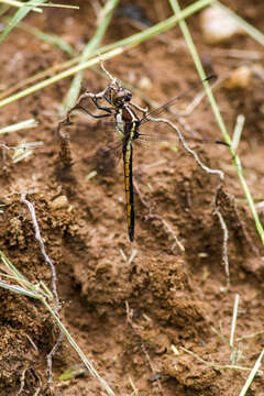 Libellula incesta Hagen 1861 resmi