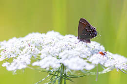 Plancia ëd Callophrys gryneus