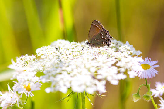 Plancia ëd Callophrys gryneus