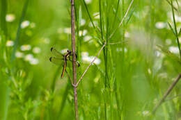 Слика од Libellula cyanea Fabricius 1775