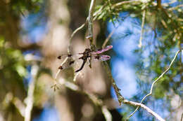 Image of Common Baskettail