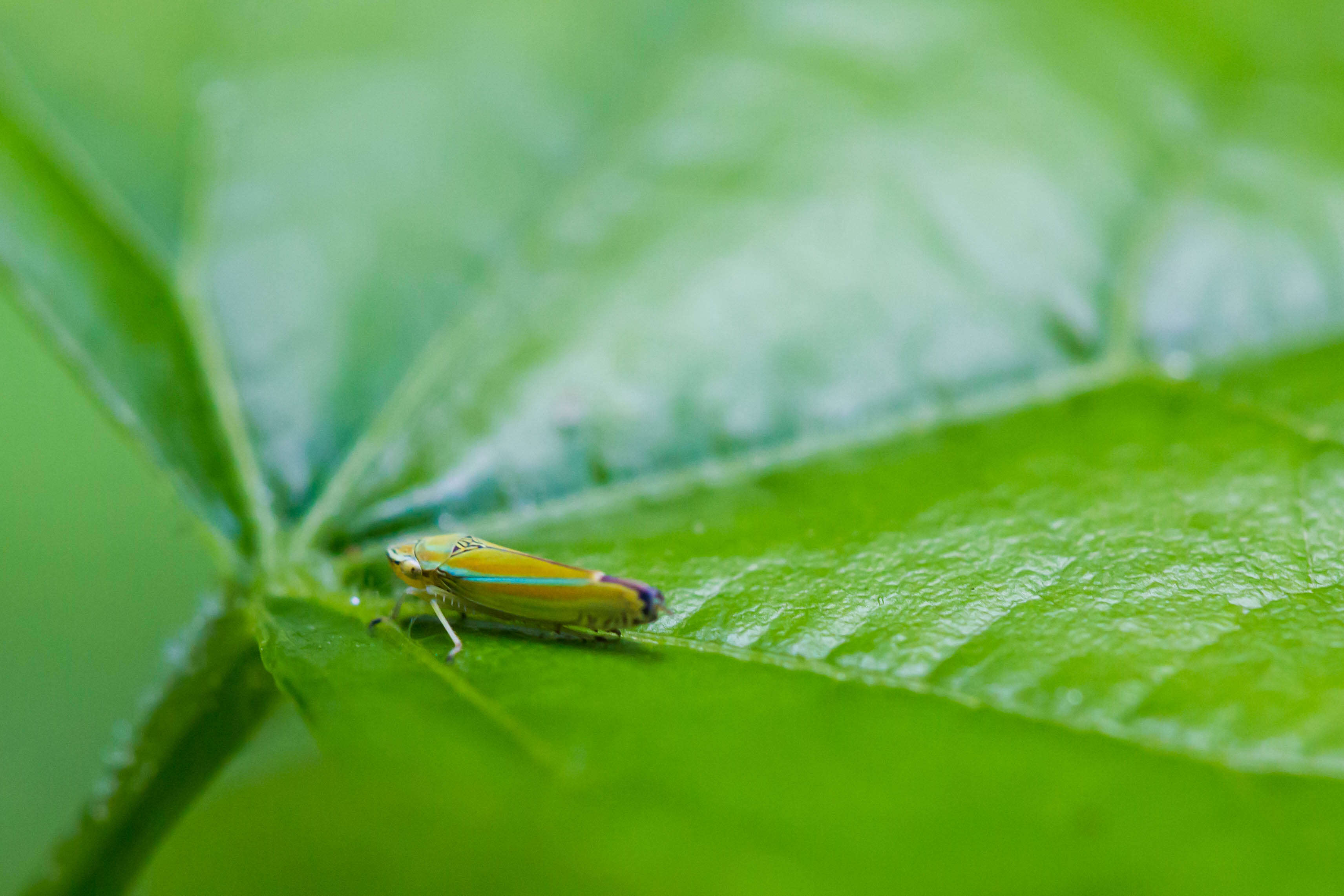 Image of Graphocephala versuta (Say 1830)