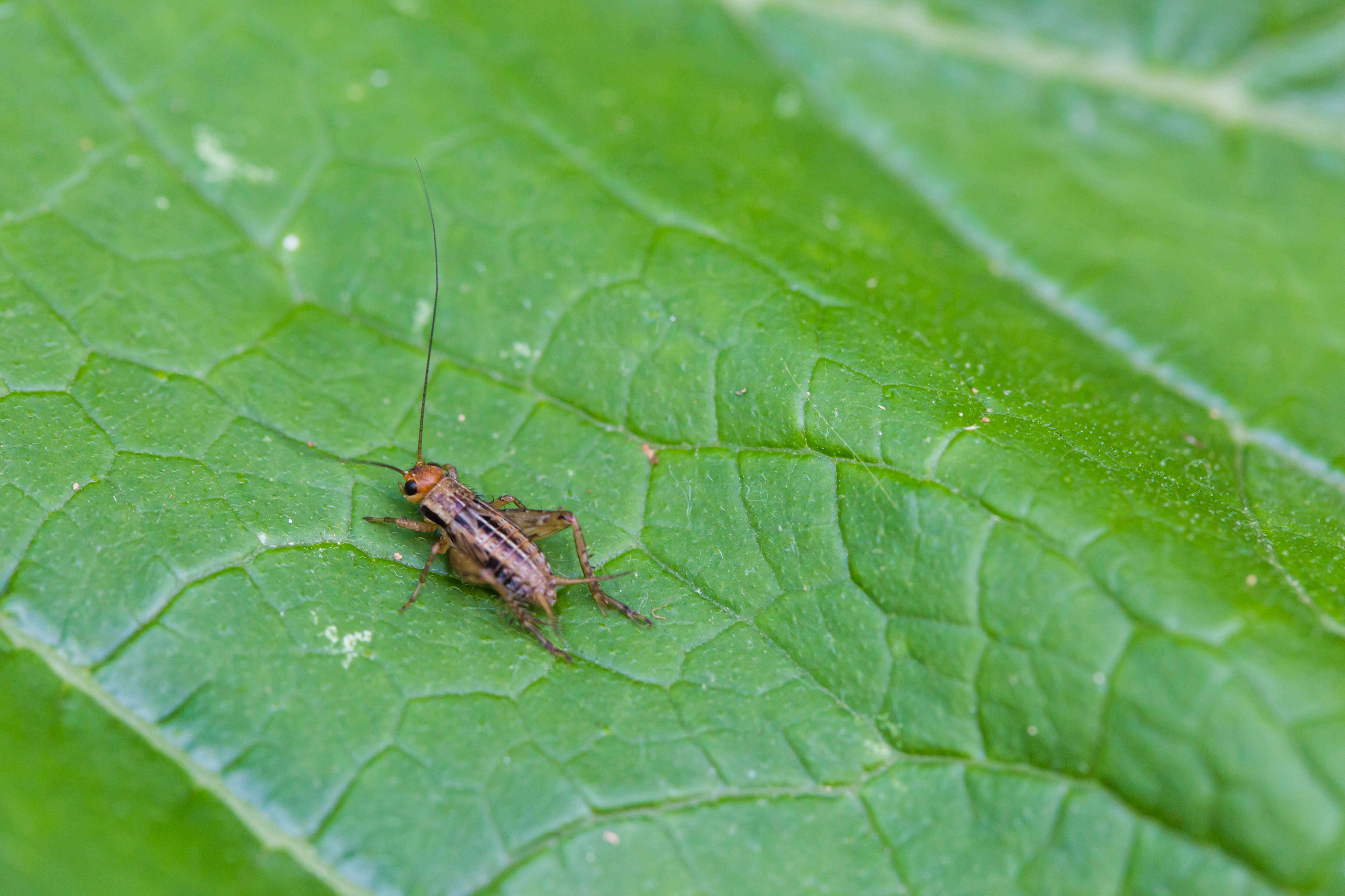 Image of Robust Ground Crickets