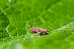 Image of Privet Leafhopper