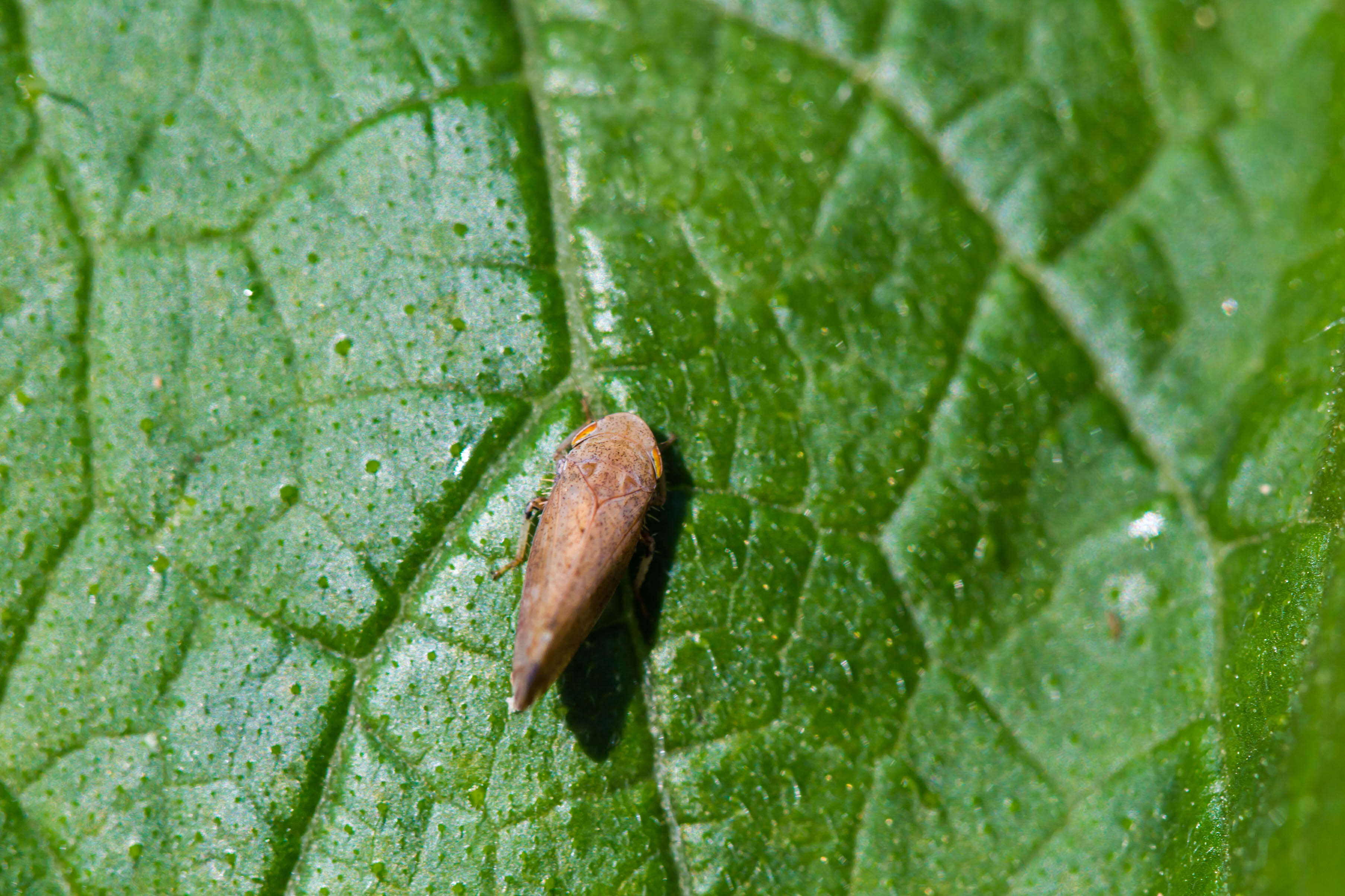 Image of Privet Leafhopper