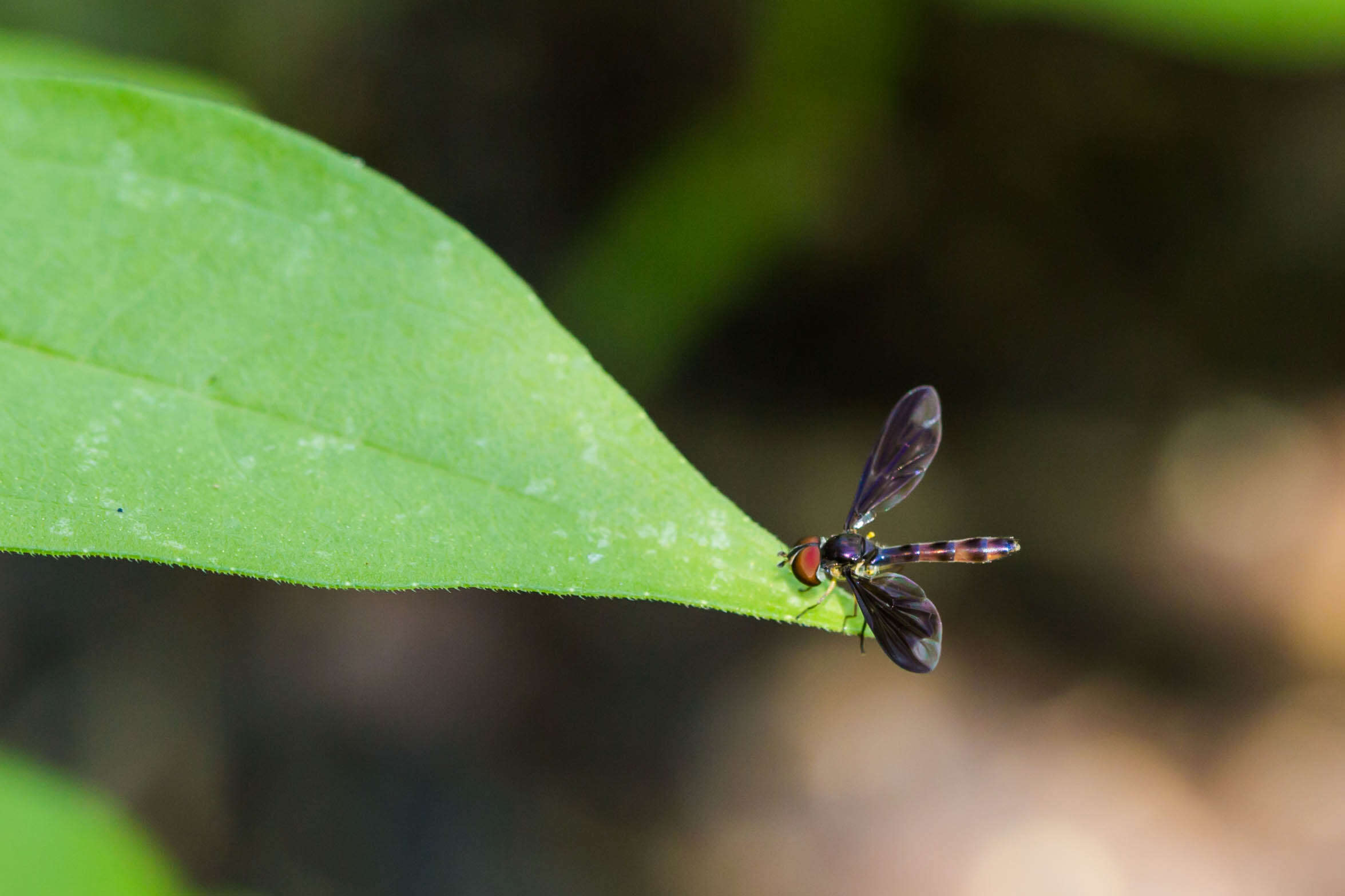 صورة Ocyptamus fuscipennis (Say 1823)