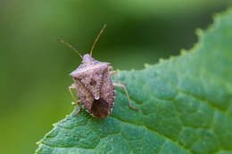 Image of Brown Stink Bug