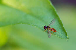 Image of Syrphid fly