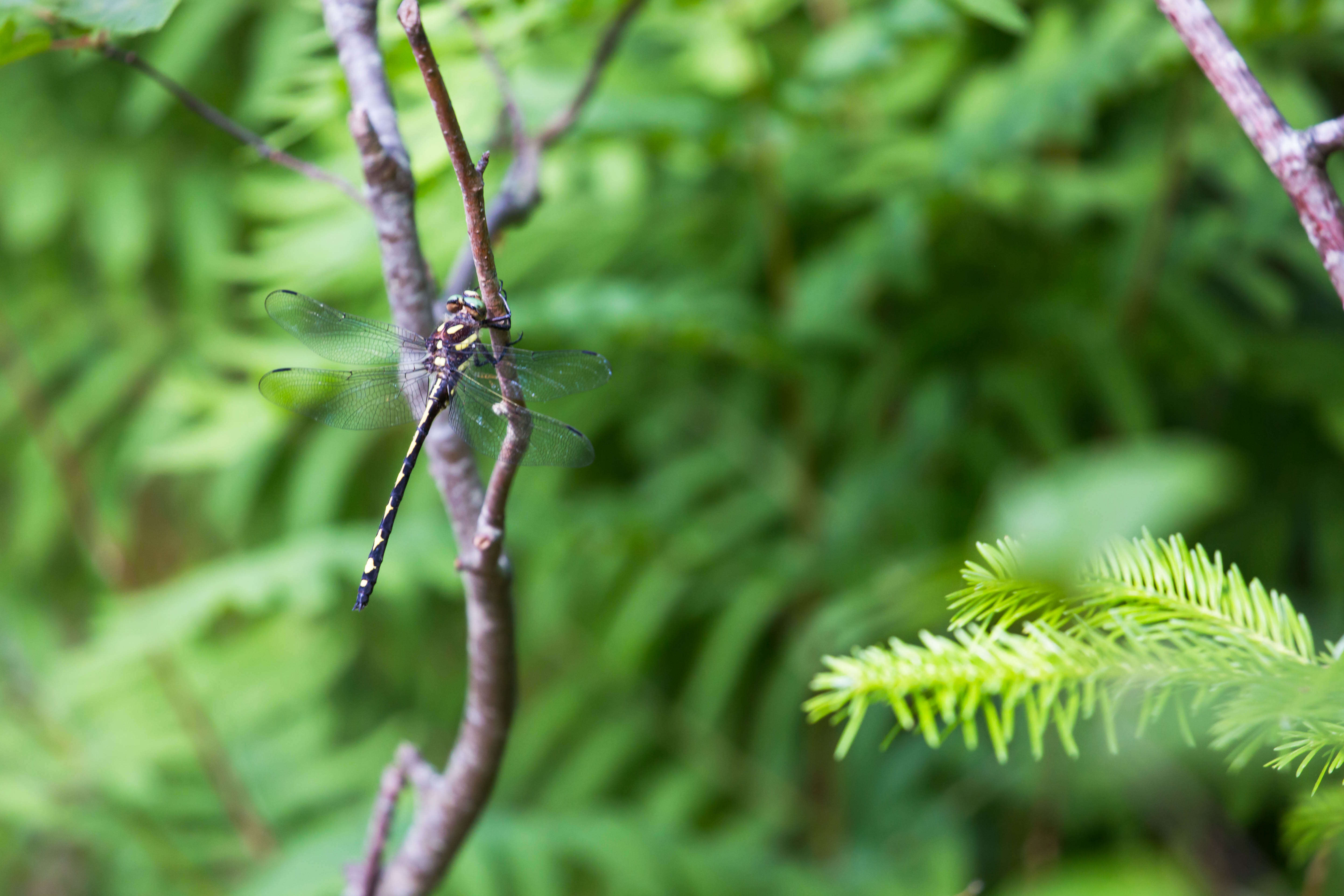 Image of Arrowhead Spiketail