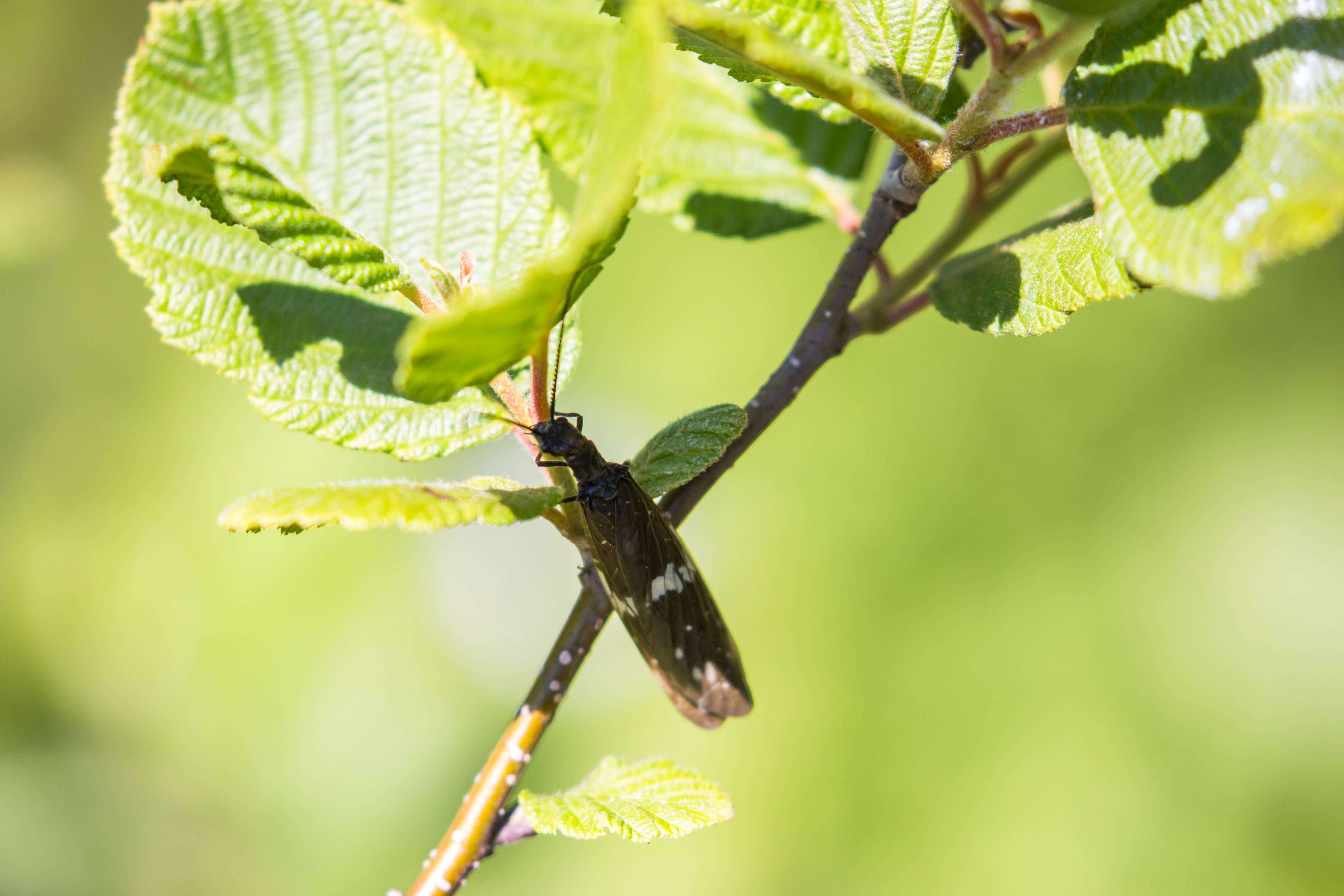 Sivun Nigronia serricornis (Say ex Keating 1824) kuva