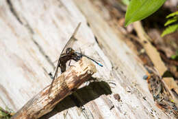 Image of Chalk-fronted Corporal