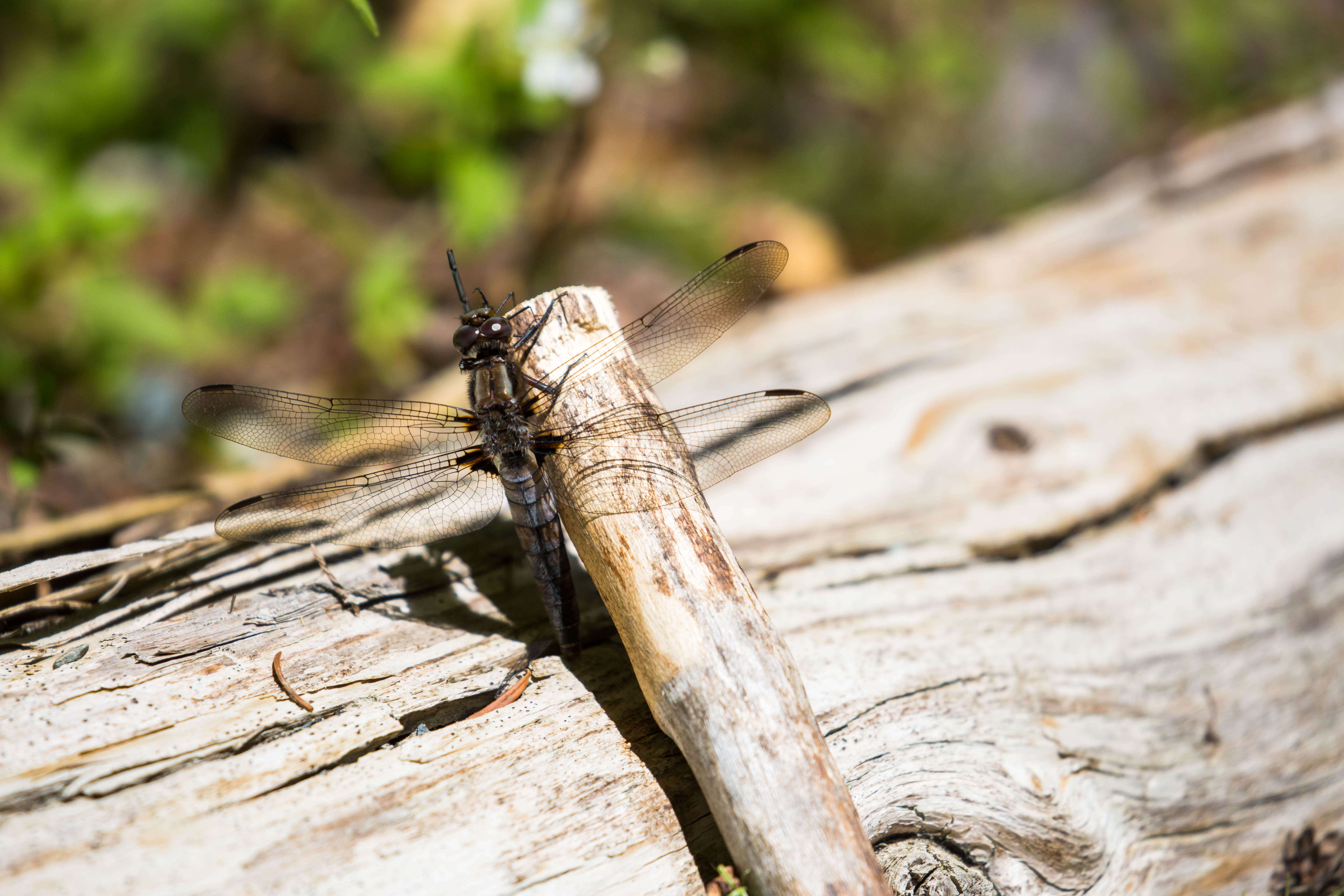 Image of Chalk-fronted Corporal