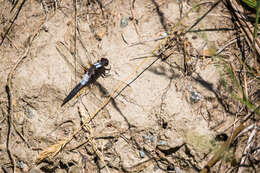 Image of Chalk-fronted Corporal