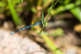 Image of Familiar Bluet