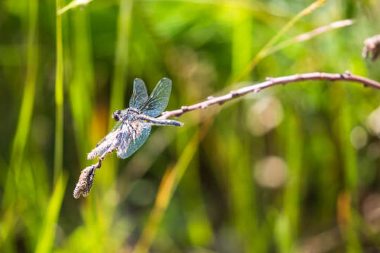 Image of Chalk-fronted Corporal