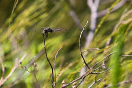 Image of Chalk-fronted Corporal