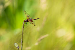 Слика од Celithemis elisa (Hagen 1861)