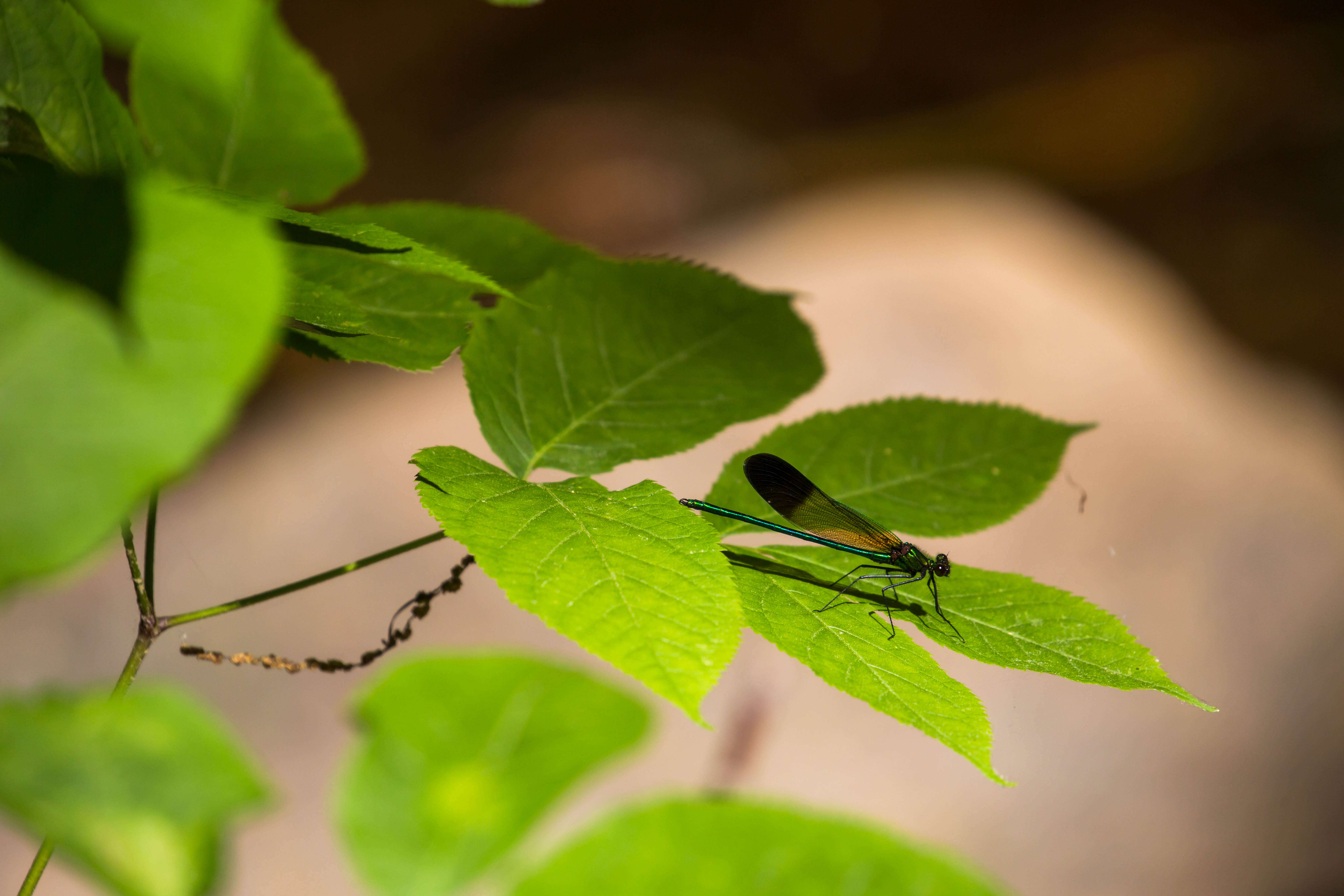 Image of River Jewelwing