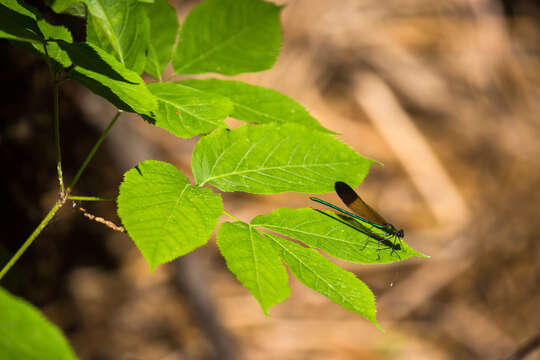 Image of River Jewelwing