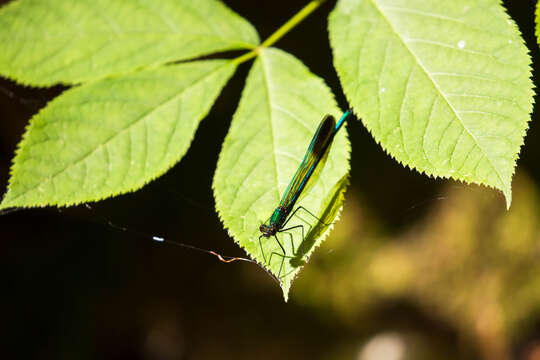 Image of River Jewelwing