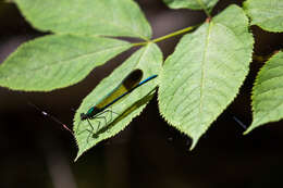 Image of River Jewelwing