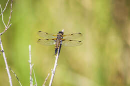 Image of Four-spotted Chaser