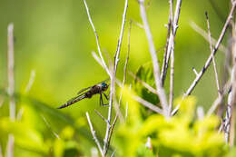 Image of Beaverpond Baskettail