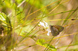 Image of Common Ringlet