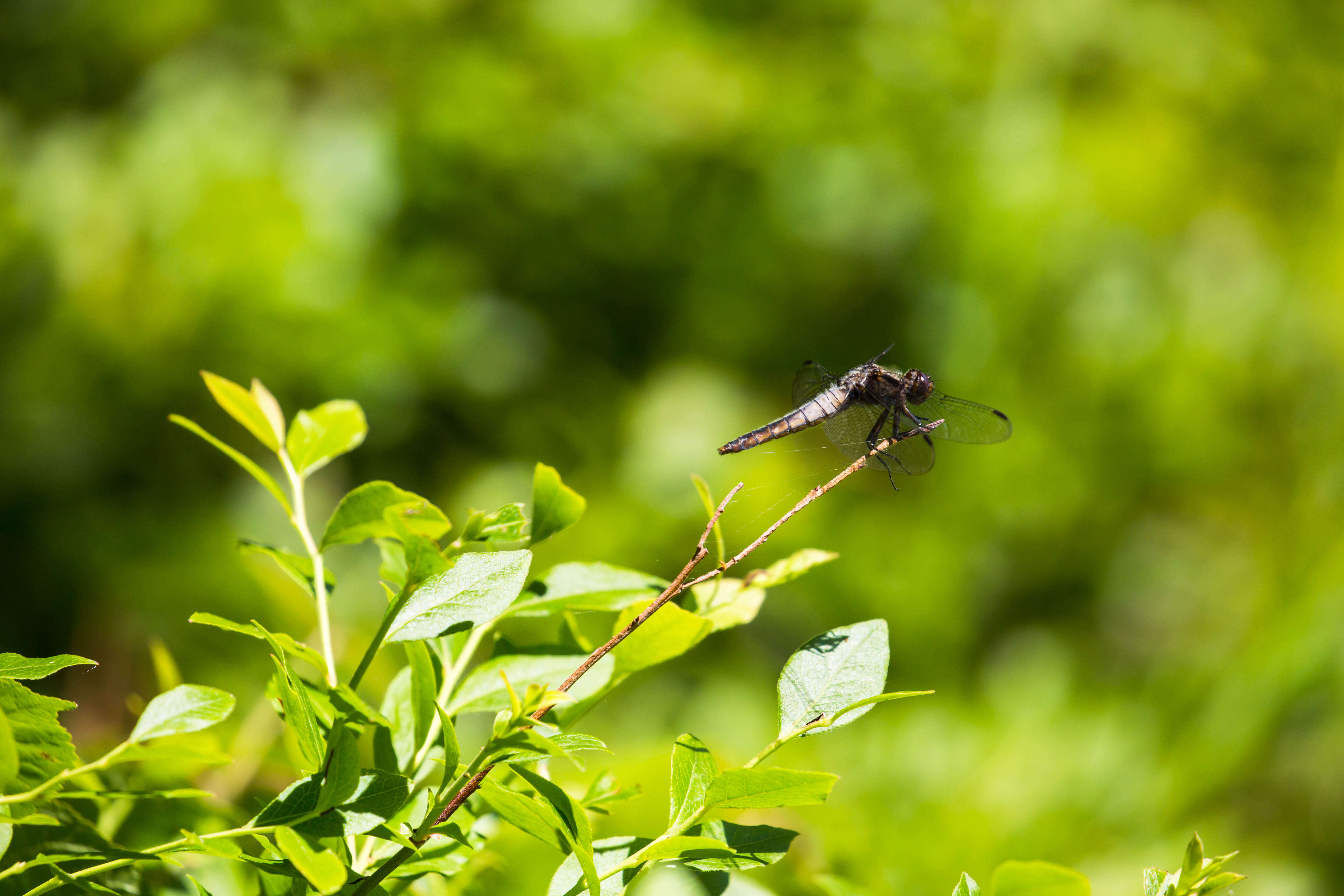 Image of Chalk-fronted Corporal