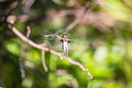 Image of Chalk-fronted Corporal