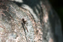 Image of Chalk-fronted Corporal