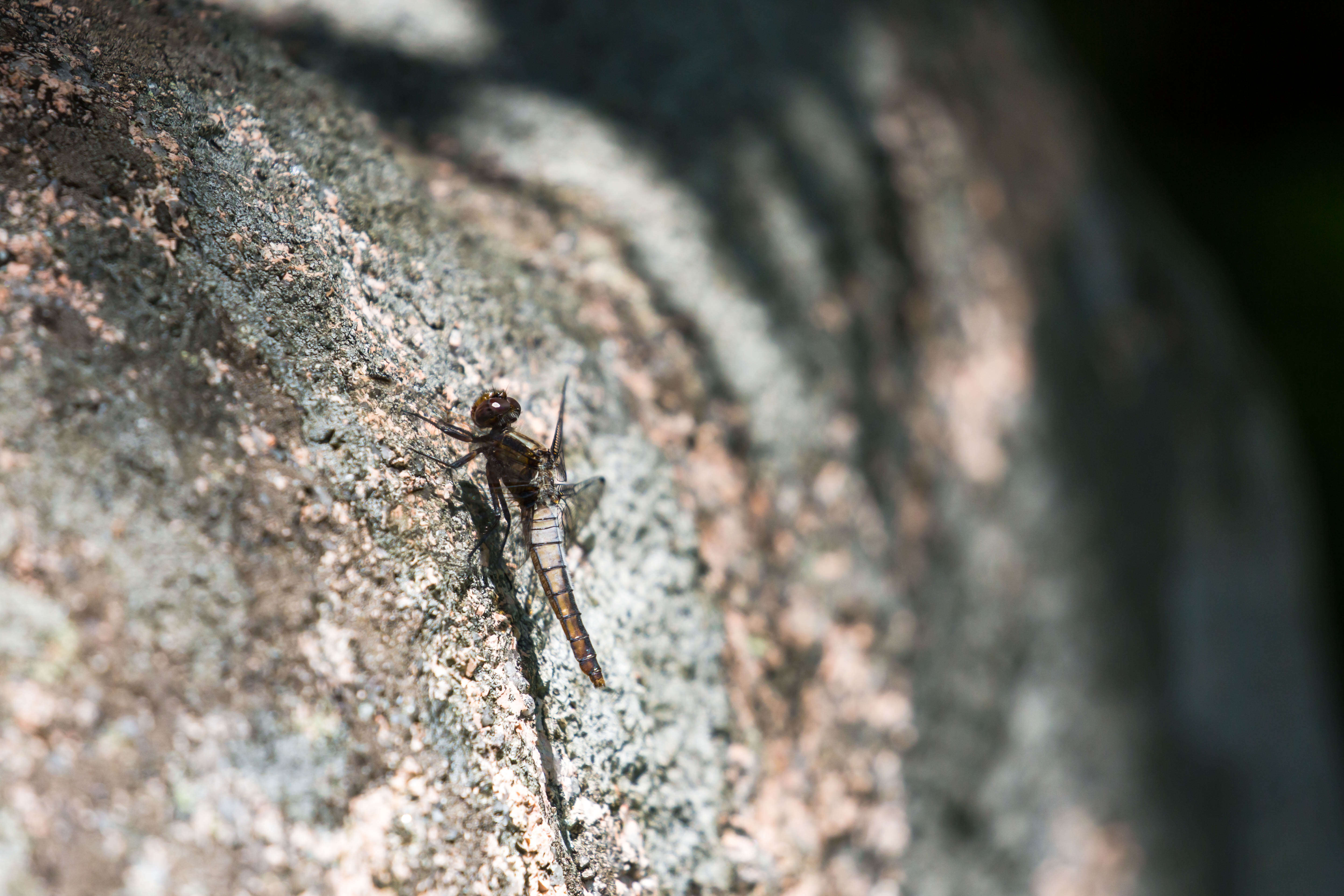 Image of Chalk-fronted Corporal