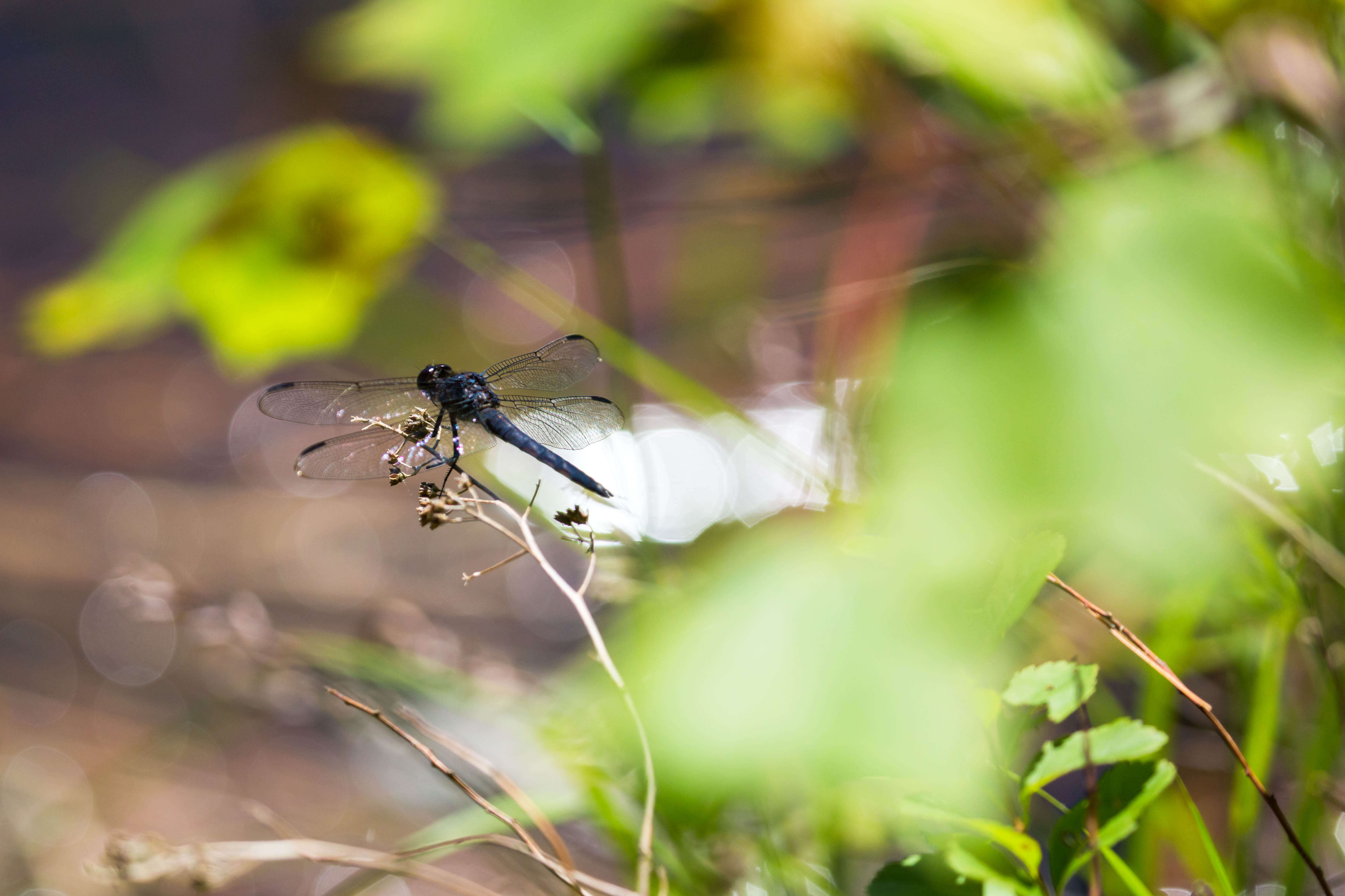 Libellula incesta Hagen 1861 resmi