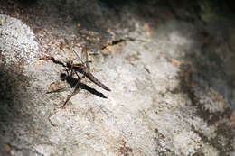 Image of Chalk-fronted Corporal