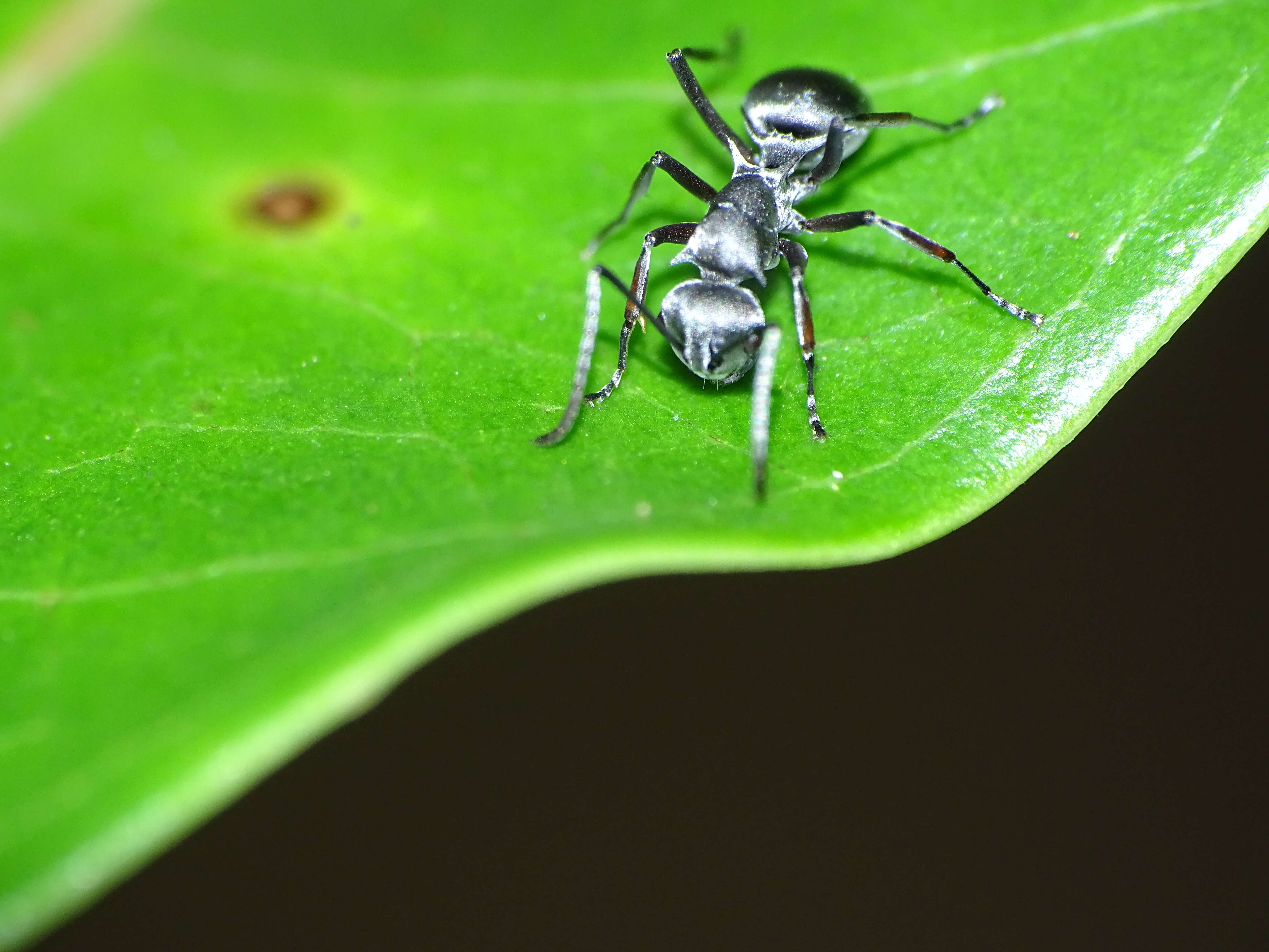 Image de Polyrhachis