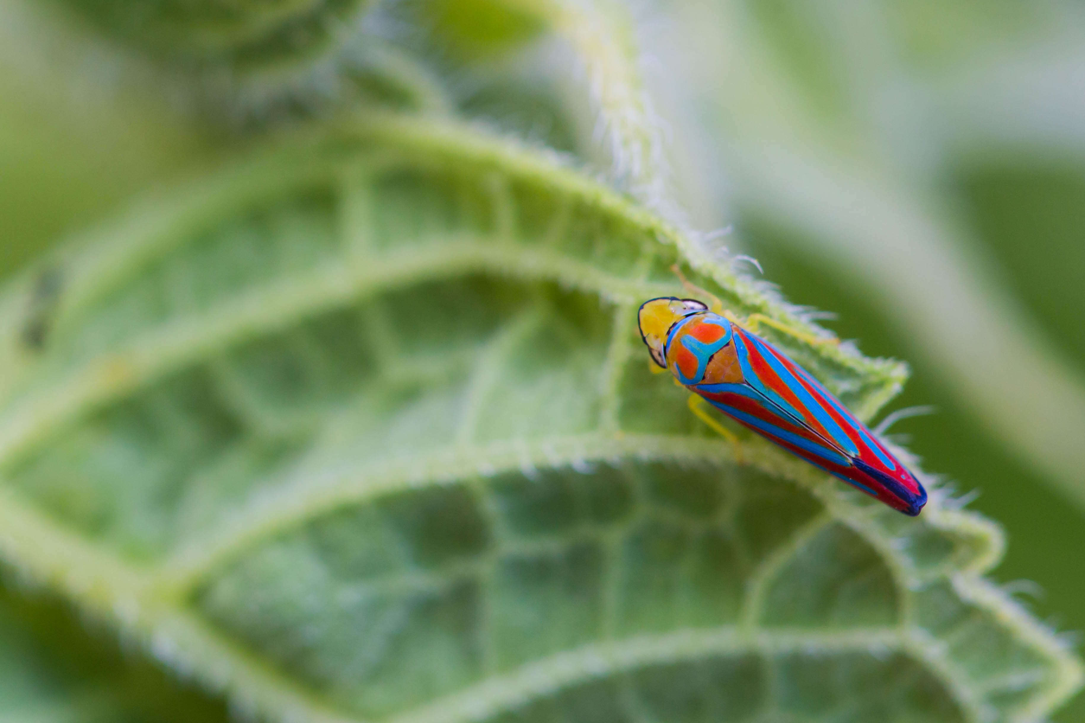 Graphocephala coccinea (Forster & J. R. 1771)的圖片