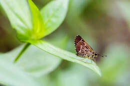 Image of Amblyscirtes aesculapius