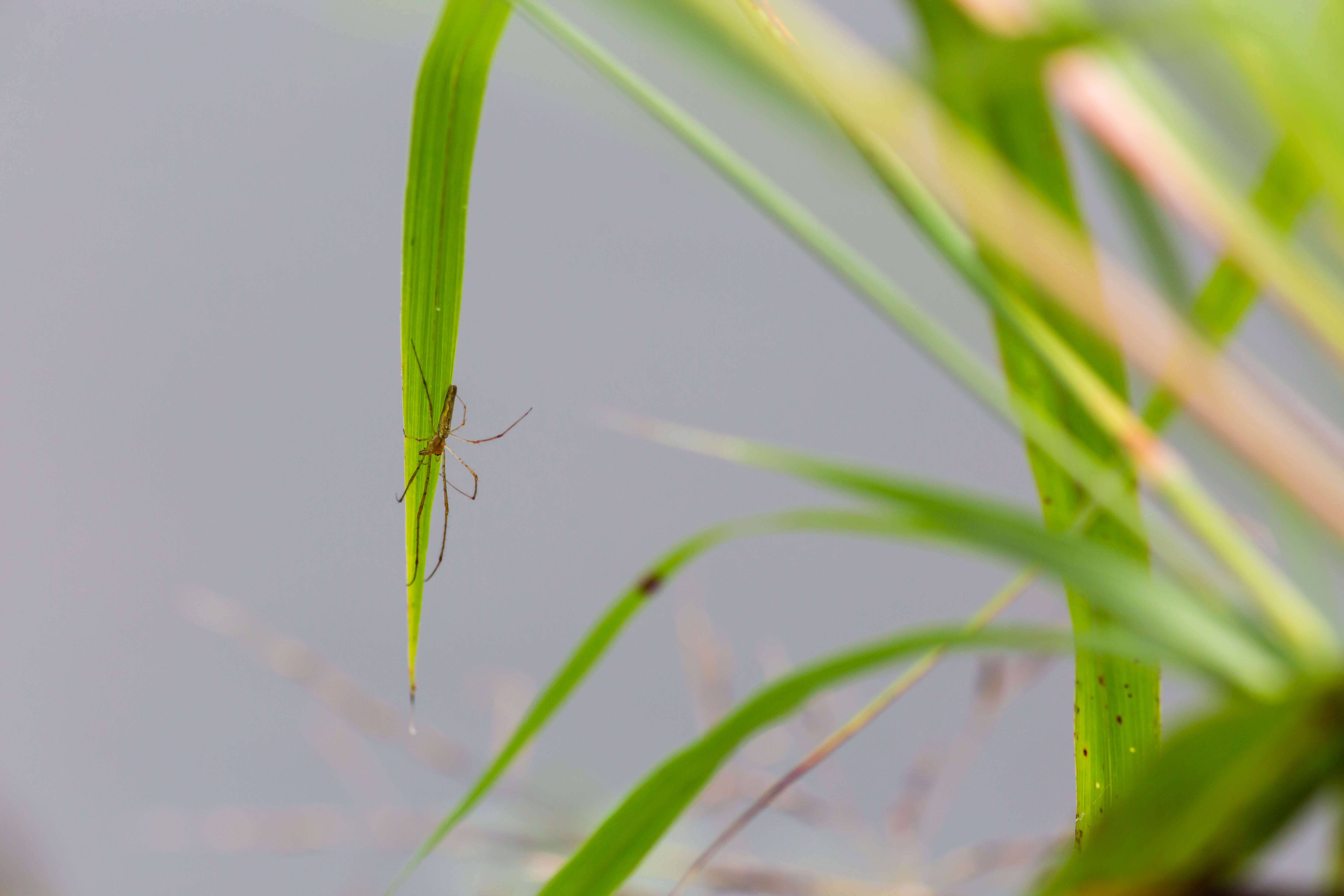 Image of long-jawed orb weavers