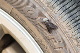 Image of horse and deer flies